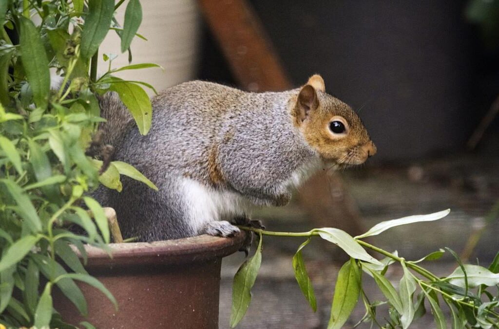 How to Handle Squirrel Problems in Brooklyn Homes Efficiently