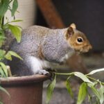 How to Handle Squirrel Problems in Brooklyn Homes Efficiently