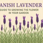 Spanish Lavender