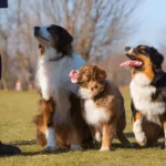 Private Training for Dogs