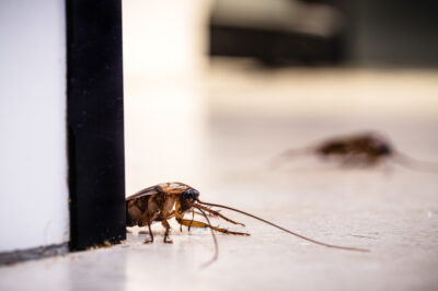 Finding Reliable Roach Exterminators in Naperville IL: Same-Day Help When You Need It Most