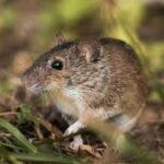 Safe Hive Removal Solutions That Protect Your Home From Hidden Damage