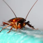 Roach crawling on the water pipe