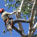 tree surgeon Hull
