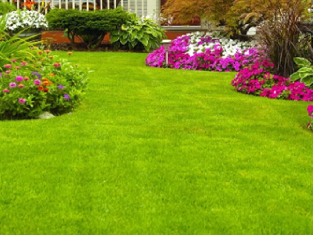 How to Keep Your Lawn Green and Healthy During Brisbane’s Hot Summers