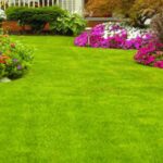 How to Keep Your Lawn Green and Healthy During Brisbane’s Hot Summers