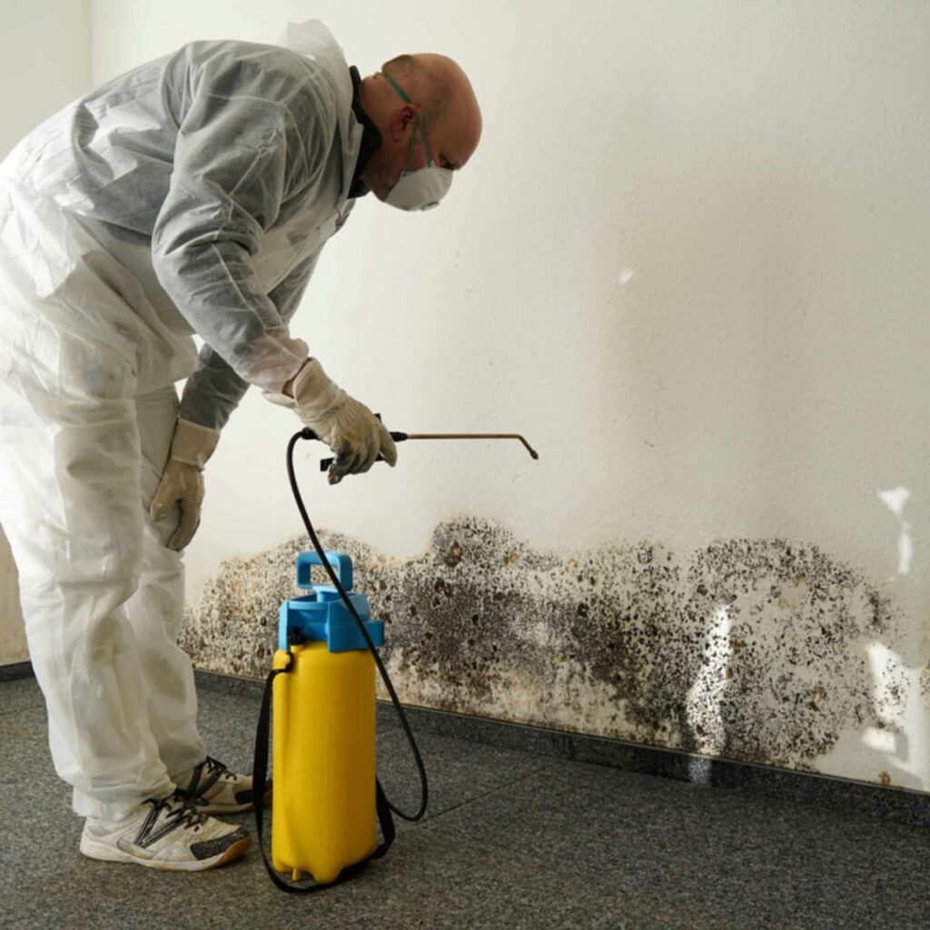 Mold Removal
