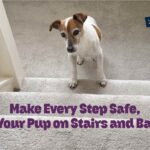 Preventing Accidents with Stairs and Balconies for Dogs