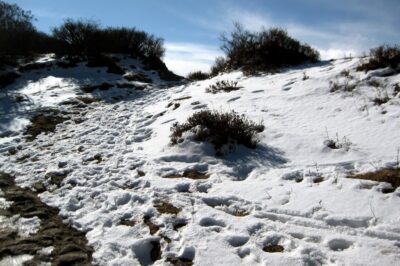 Sandakphu Phalut Trek Itinerary: Simple Guide