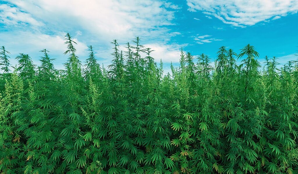 Vaping vs. Smoking: Which Delivers the True Cannabis Experience?