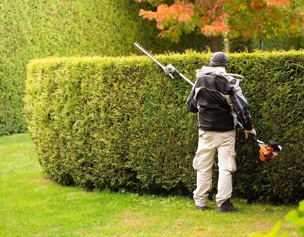 hedge-trimming-uk