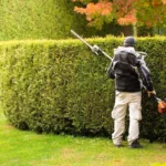 hedge-trimming-uk