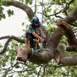 tree removal in michigan