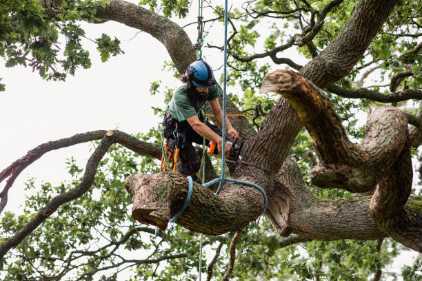 tree removal in michigan