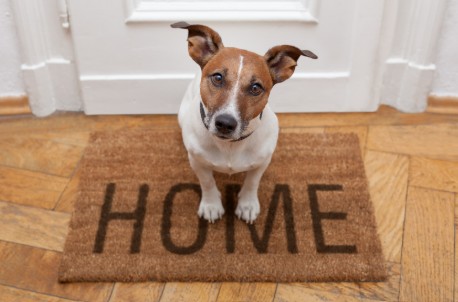 The Truth About Pet Liability: What Every Responsible Owner Needs to Know