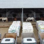 Reliable equine feed supplier delivering consistent, high-quality nutrition to horses at a stable through organized feed storage and distribution.