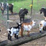 Goats for Breeding