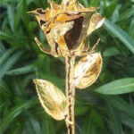Gold Dipped Rose