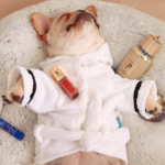 Pet Apparel – Stylish & Comfortable Clothing for Pets