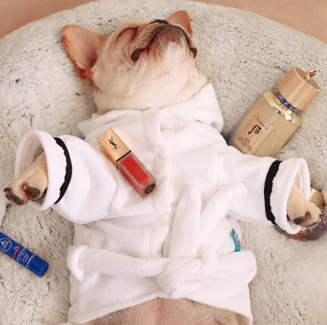 Pet Apparel – Stylish & Comfortable Clothing for Pets