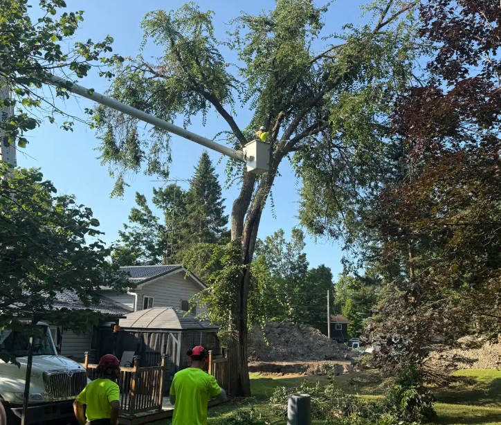 Essential Tips for DIY Tree Removal at Home