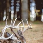 Preserving Memories: A Guide to Taxidermy for Pets and Wildlife Taxidermy Near Me