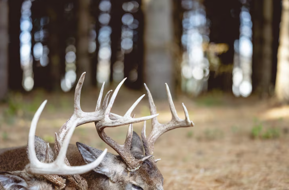 Preserving Memories: A Guide to Taxidermy for Pets and Wildlife Taxidermy Near Me