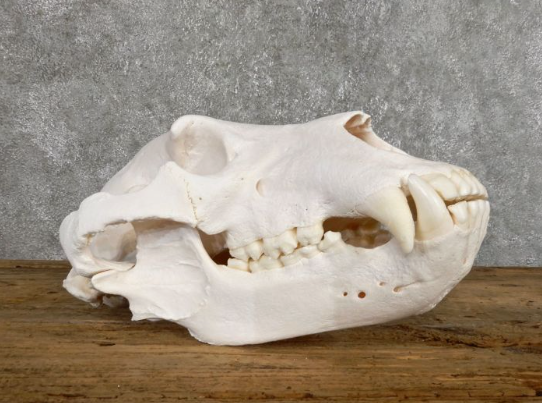 How to Properly Prepare a Bear Skull Mount