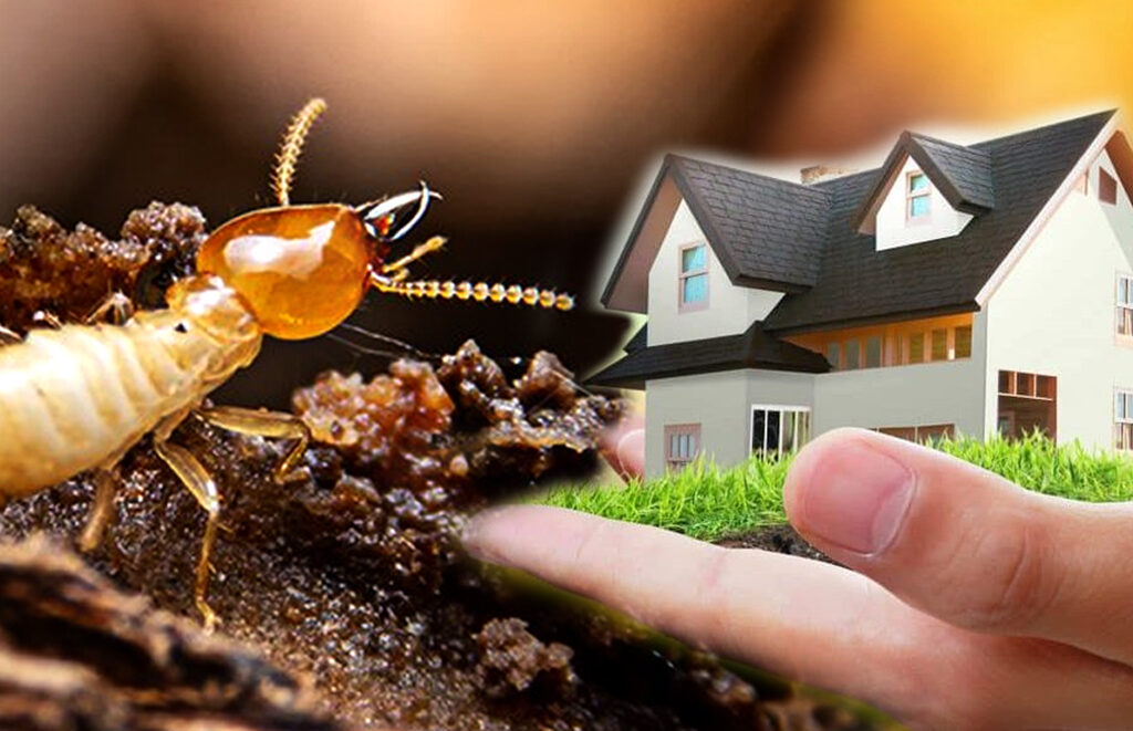Termite Control Services in Lahore