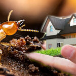 Termite Control Services in Lahore