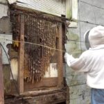 Bee-Safe Landscaping Tips for Allergy Sufferers