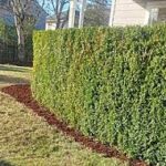 How to Choose the Best Lawn Service in Vancouver, WA