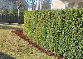 How to Choose the Best Lawn Service in Vancouver, WA