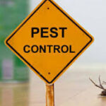 Termite Treatment Service in Lahore