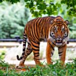 Ranthambore National Park & Tiger Reserve – A Complete Travel Guide
