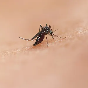 Cockroach Control in Sharjah & Ajman – Professional Cockroach Pest Control Services by Alpests