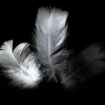 Black and White Feather Photography