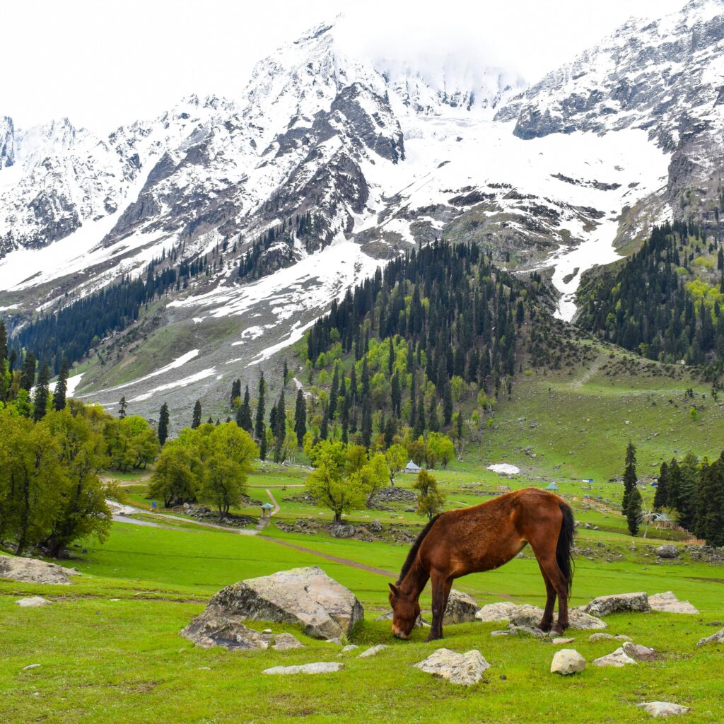 Kashmir Honeymoon packages