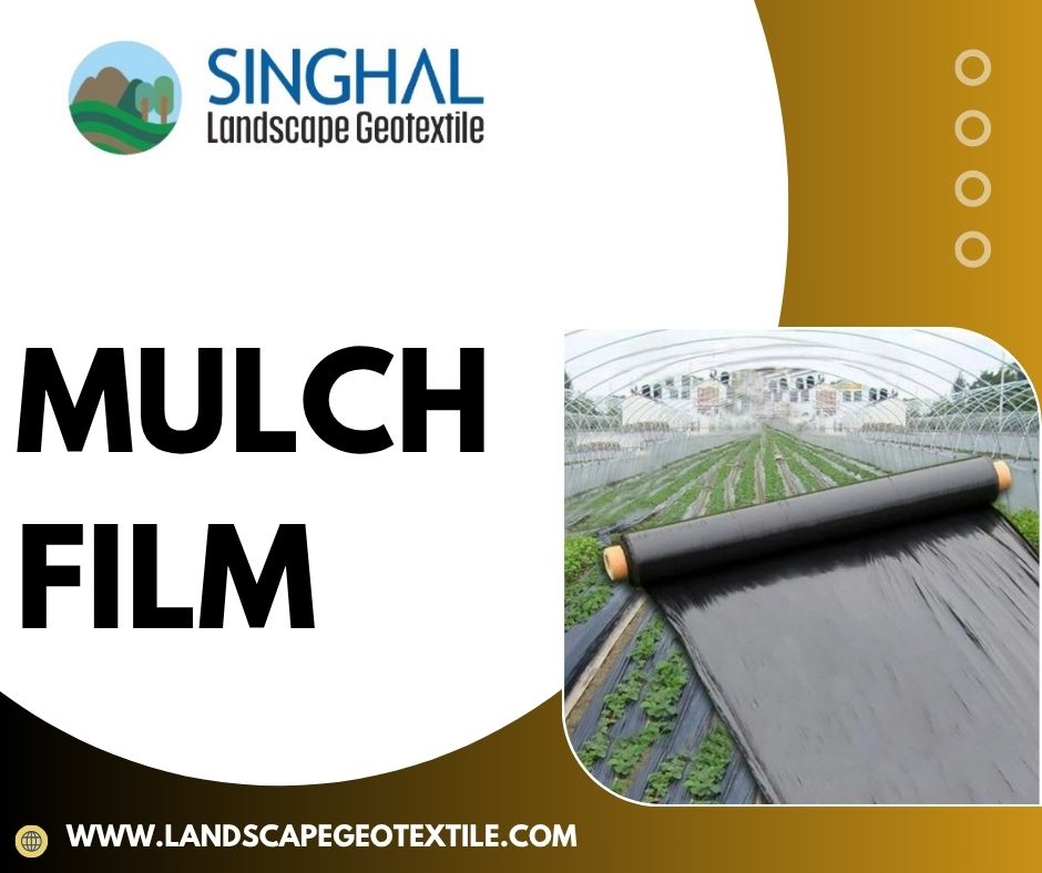 Mulch Film: Types, Benefits, and Applications in Agriculture
