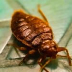 Bed bug treatment Calgary